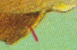 Detail wF1V11 Detail wF1V11